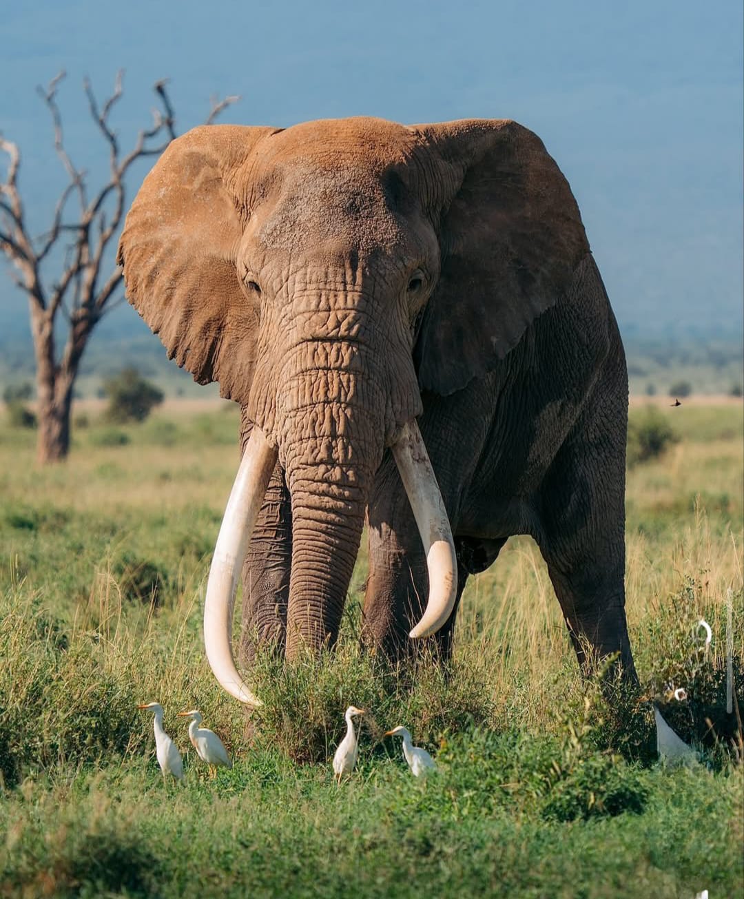 Kenya Wildlife Tour Package